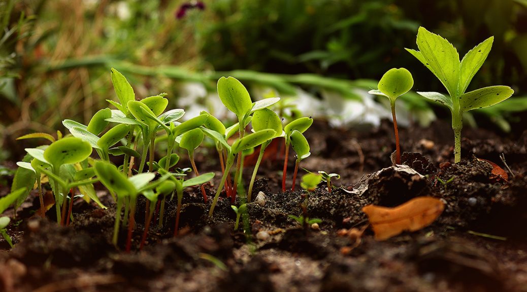 La permaculture : une manière de rester plus proche de la nature